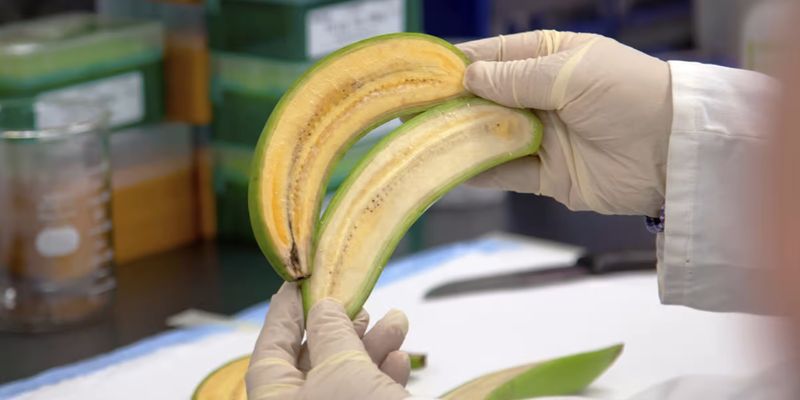 Сумнівна вигода: лікарі розповіли, чи варто робити маски з бананової шкірки