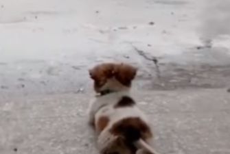 6 миллионов просмотров: ролик про пса на фоне дождя стал хитом Сети