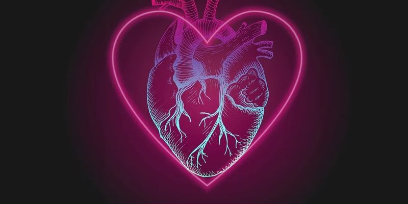 От Аристотеля до гигантского фенхеля: кому мы обязаны символу сердца, и так ли неправильна его форма