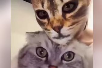 Девушка троллила кота: в Сети веселятся по поводу растерянного «выражения морды»