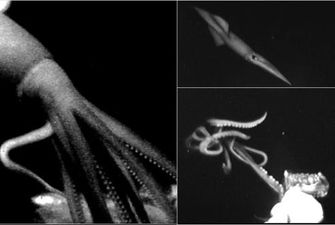 На камеру ученых попали неуловимые глубоководные кальмары