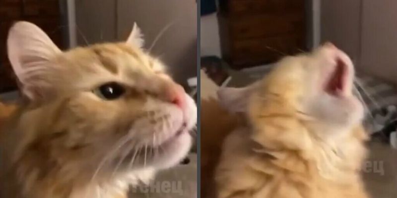 Эпичная «гибель» кота, который попробовал мороженое, попала на видео