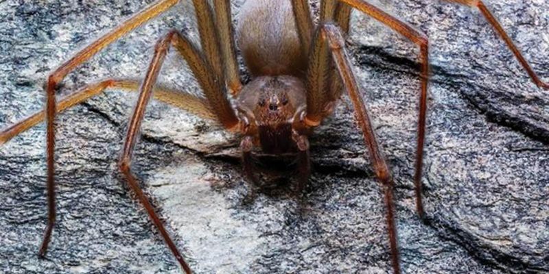 В Мексиці відкрили вид павуків, укус яких змушує людське тіло гнити живцем