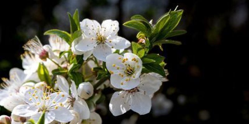 Как защитить яблоню от весенних заморозков