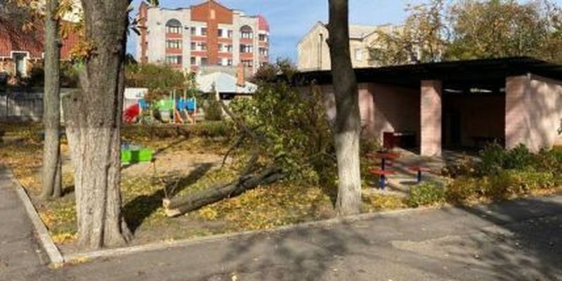 На Полтавщині зламане дерево вбило дитину: чи є винні та в якому стані інші постраждалі