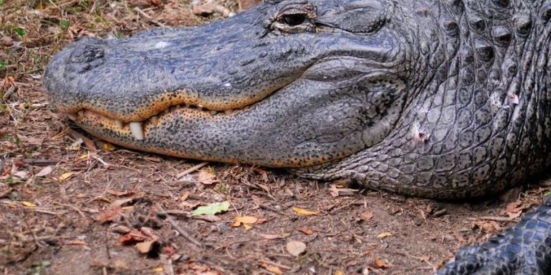 Отец и дедушка побили напавшего на девочку крокодила
