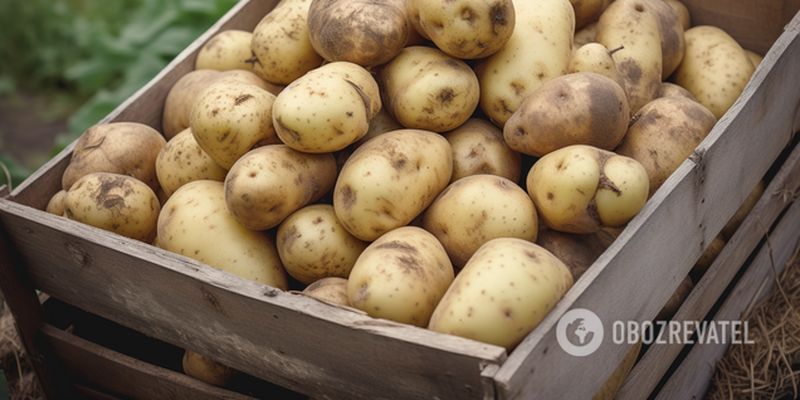 Де краще зберігати картоплю: не псується втричі довше