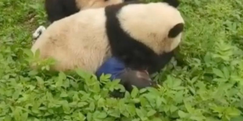 Грызли на глазах у людей: злобные панды напали на смотрительницу зоопарка