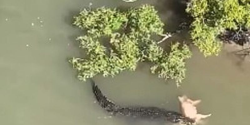 В Австралии огромный крокодил утащил в реку дикую свинью