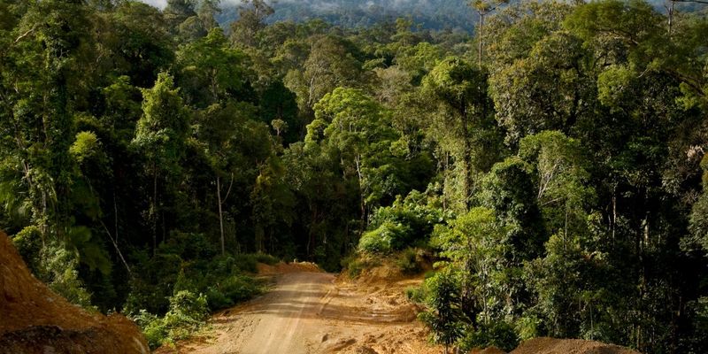 Евкаліптовим лісам Тасманії загрожує знищення: вони очищають наше повітря від вуглекислого газу