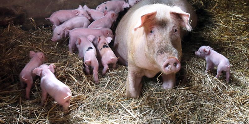 Гончарук обещает отдать частникам государственные свинофермы