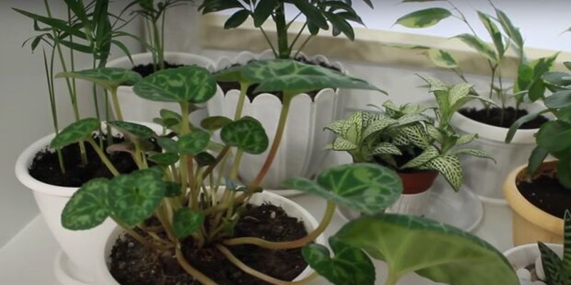 Пережити зиму: як убезпечити кімнатні рослини від засихання в холодний період, всього 4 правила