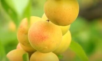 Как выращивать абрикосы из косточки: садовники поделились хитростями
