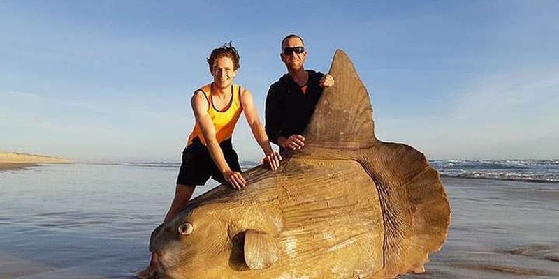 В Австралії на берег викинуло рідкісну двометрову сонячну рибу