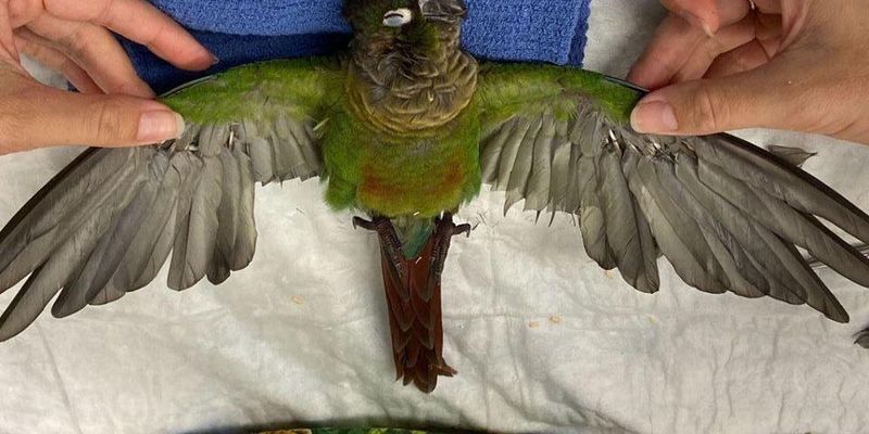 Знову полетів: в Австралії папузі обрізані крила замінили штучними