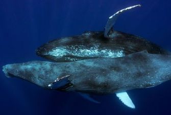 Горбатых китов впервые сфотографировали во время секса: оба были самцами