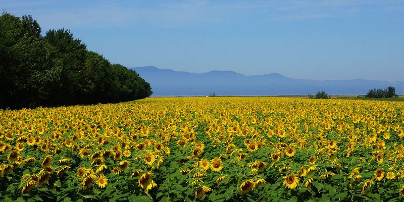 Площі посівів соняшнику в Україні можуть досягти нових максимумів