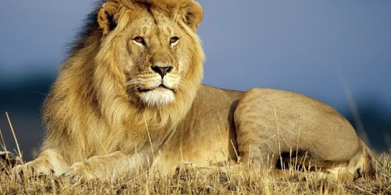 Для азіатських левів відкрили вольєр, максимально наближений до умов дикої природи
