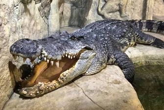 "Крокодил". Лунный календарь на 18 октября 2022 года