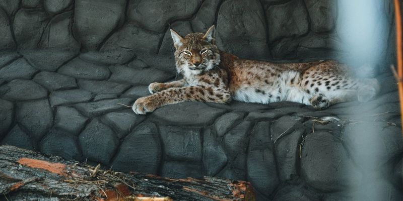 Музей диких котов создали в природном парке на Черниговщине