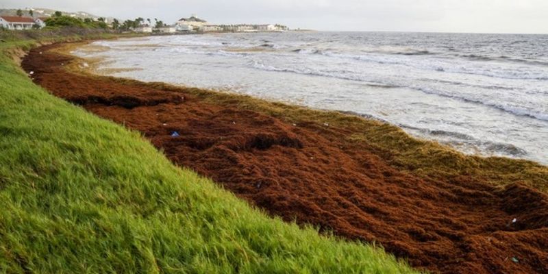 Карибское море «задыхается» от нашествия водорослей