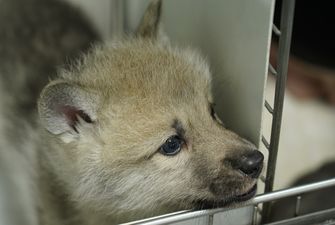Китайские ученые успешно клонировали арктического волка