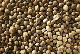 Чем полезна конопля или почему стоит добавить конопляные зерна в свой рацион