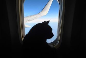 Женщина кормила грудью кота на борту самолета