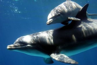 В Австралии погибли 380 дельфинов, выбросившихся на берег