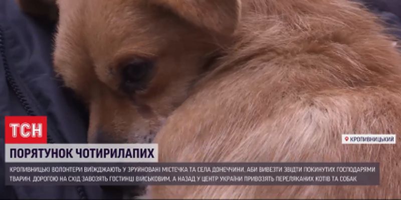 Снимали с цепей и забирали из домов: волонтеры спасают от голодной смерти брошенных животных из прифронтового Донбасса