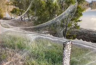 В Австралии миллионы пауков спасались от наводнения и устроили «апокалипсис»