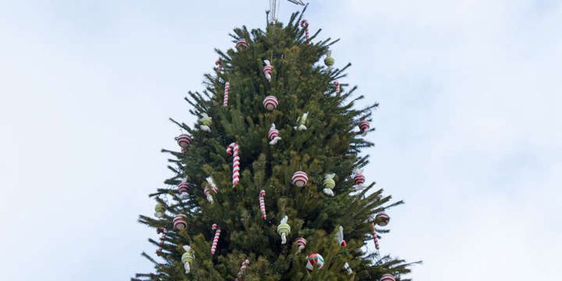 На Софийской площади появилась новогодняя елка: как выглядит зеленая красавица