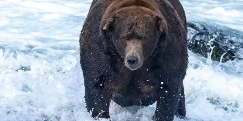 Боти намагалися вплинути на результати голосування за найтовстішого ведмедя Аляски