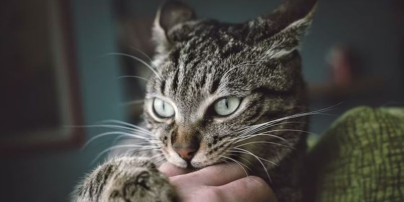 Скрітая опасность. 5 болезней, которіми можно заразиться от кошек