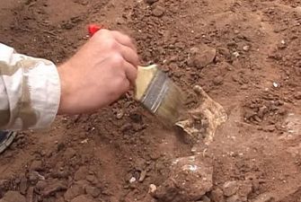 Археологи обнаружили челюсть предка собаки