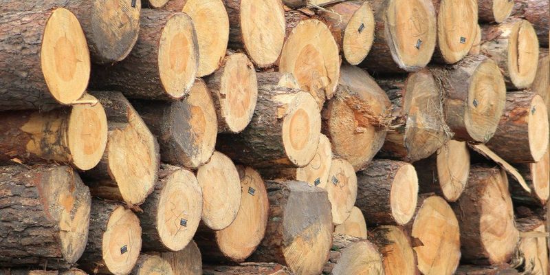 Польша пропускает в ЕС подсанкционную древесину из Беларуси, – расследование