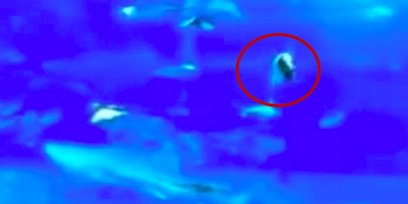 "Сэппуку" в океанариуме: в Японии тунец "совершил самоубийство", устав от вспышек камер