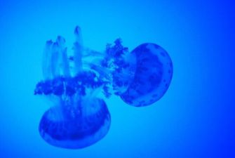 На Азовском море побережье оказалось занято сотнями медуз