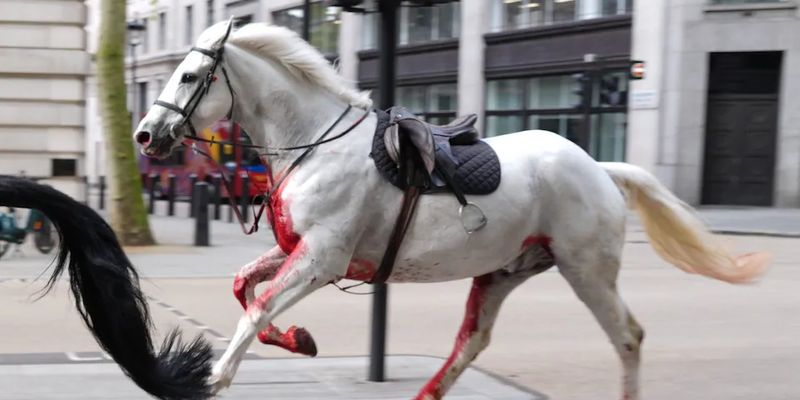 Пострадали люди: 5 напуганных лошадей пронеслись по городу, врезаясь во все на своем пути