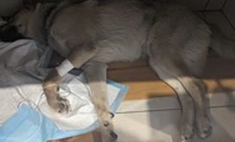 В Запорожье выбросили с балкона собаку, привезенную бойцом с фронта