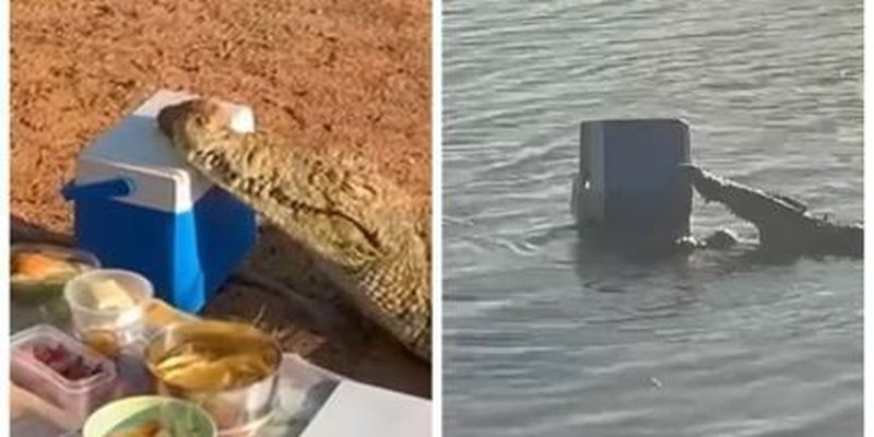 Крокодил завітав на пікнік до туристів та вкрав холодильник – курйозне відео