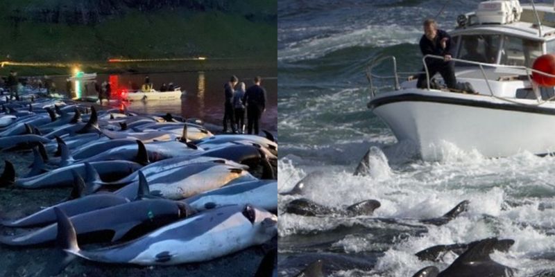 Море крові: мисливці з Європи загнали 1428 дельфінів на мілководдя і жорстоко вбили