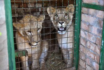 П'ять левів із бердянського зоопарку відправили в Південну Африку
