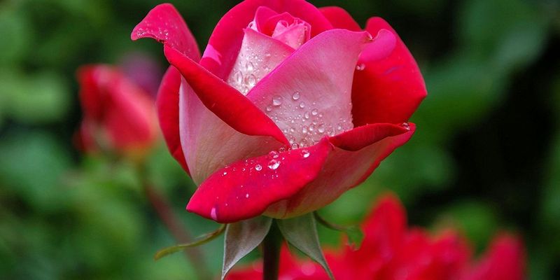Троянда буде цвісти все літо: популярні підживлення, які зроблять сад приголомшливим