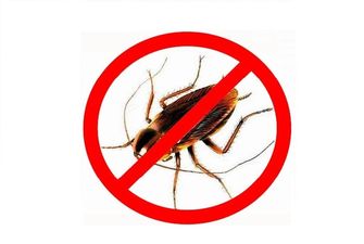 Надоели тараканы? Эффективные лайфхаки для борьбы с ними