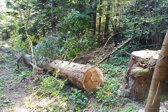 Незаконно вирубував дерева: слідчі викрили зловмисника