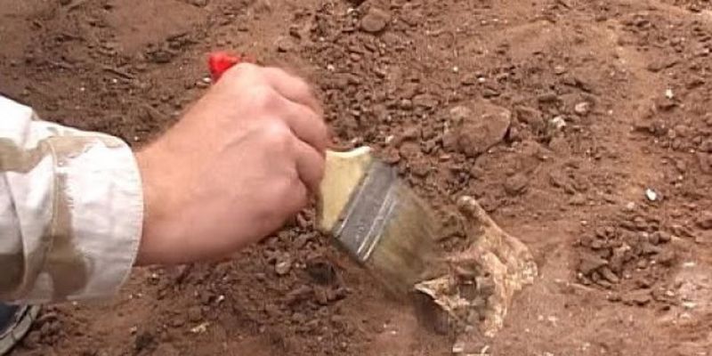 Археологи обнаружили челюсть предка собаки