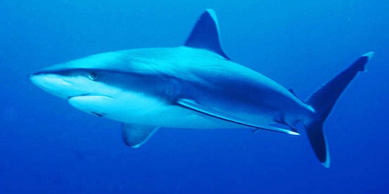 В Єгипті створили експертну групу через напад акули на українських туристів
