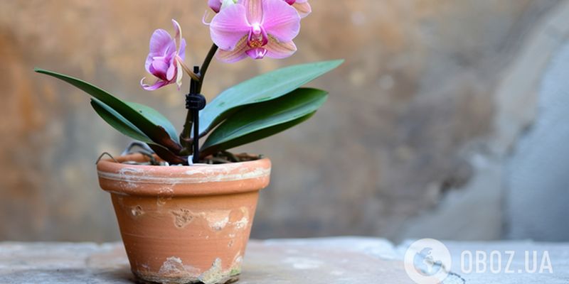 Почему орхидея не цветет: как стимулировать "королеву подоконника"