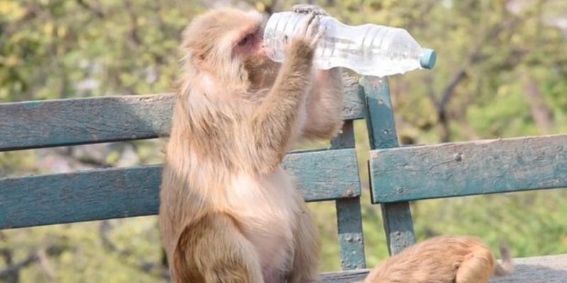 Маленькая обезьянка показала нерасторопной маме, как нужно пить воду из бутылки